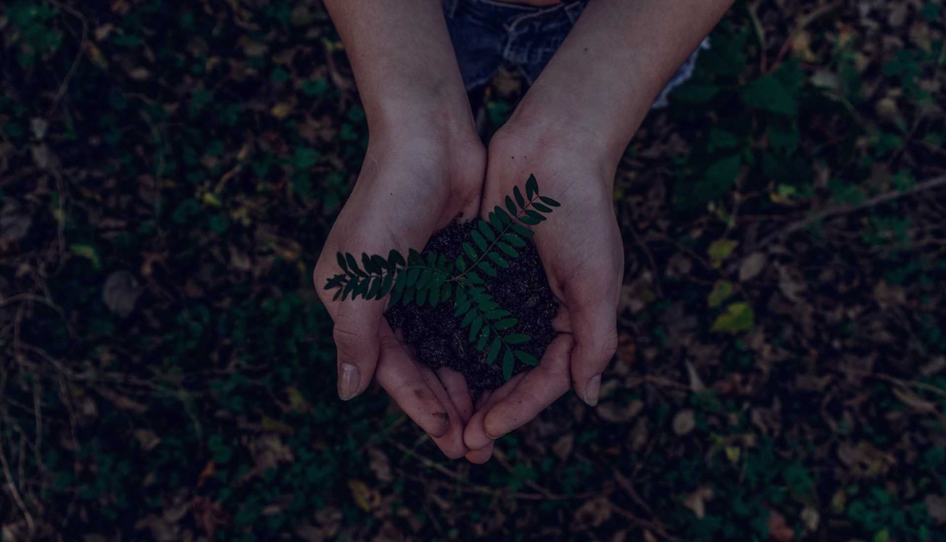 Human hands cradlling a growing plant